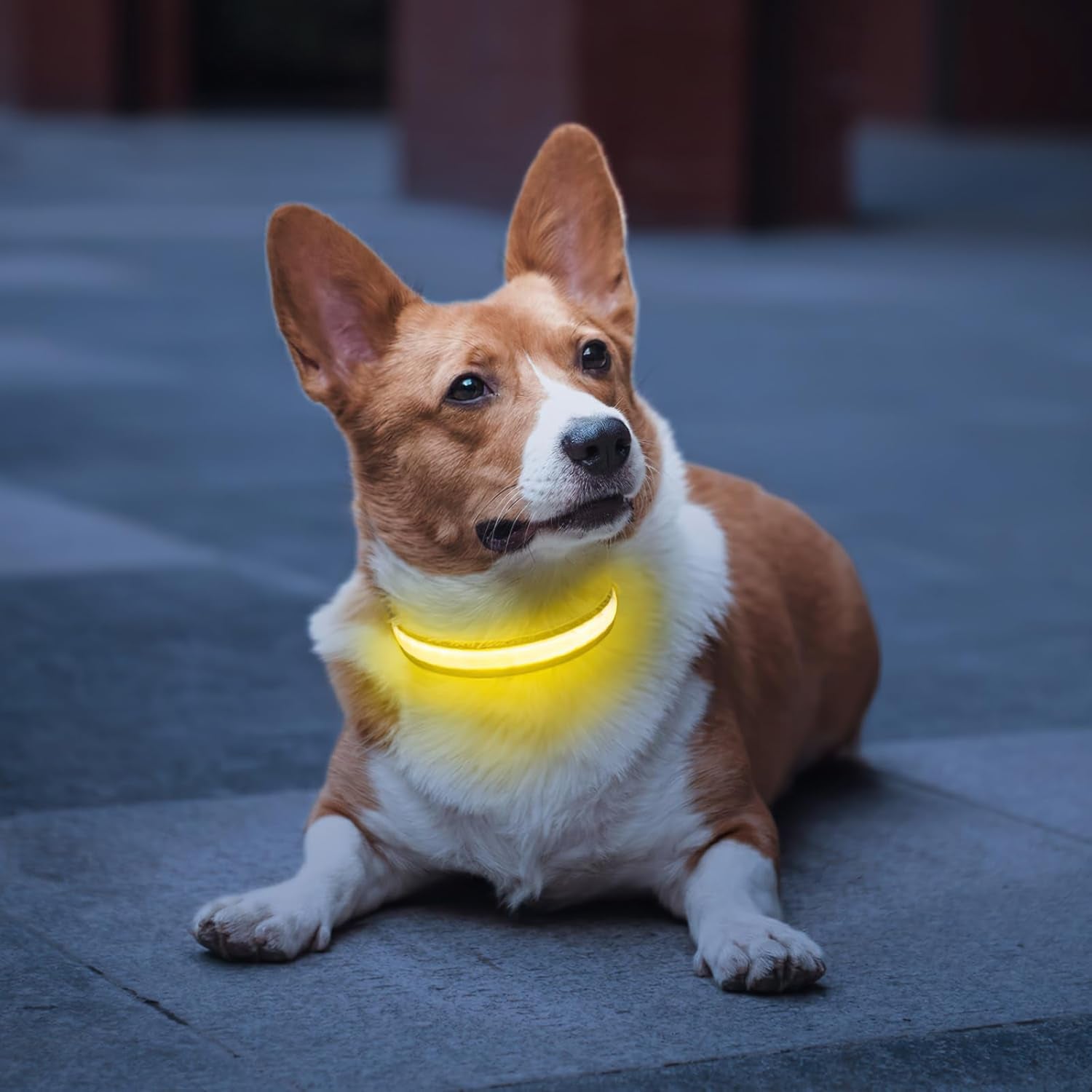 "Rechargeable LED Dog Collar - Waterproof, Adjustable Safety Light"